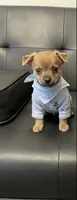 sammy, a male Dachshund and Chihuahua for sale in Tarpon Springs, FL – 1 of 5