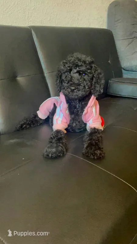 sammy  – Goldendoodle puppy for sale in Tarpon Springs, FL