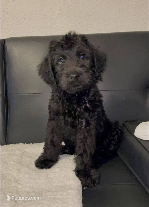 charlie  – Goldendoodle puppy for sale in Tarpon Springs, FL