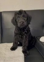 charlie , a male Goldendoodle for sale in Tarpon Springs, FL – 1 of 1