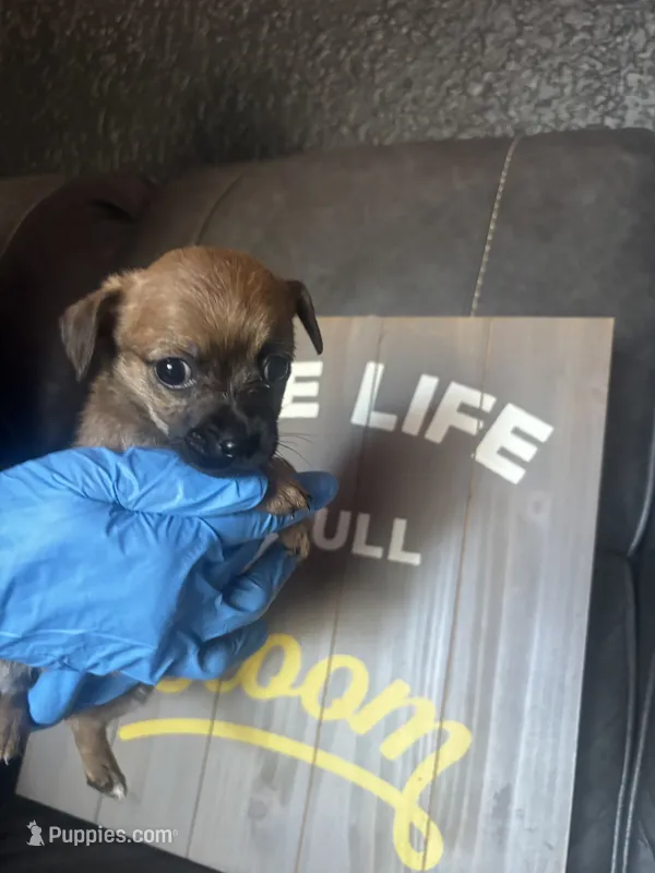 chloe – Dachshund, Chihuahua puppy for sale in Tarpon Springs, FL