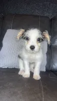 chloe, a female Maltese for sale in Tarpon Springs, FL – 4 of 5