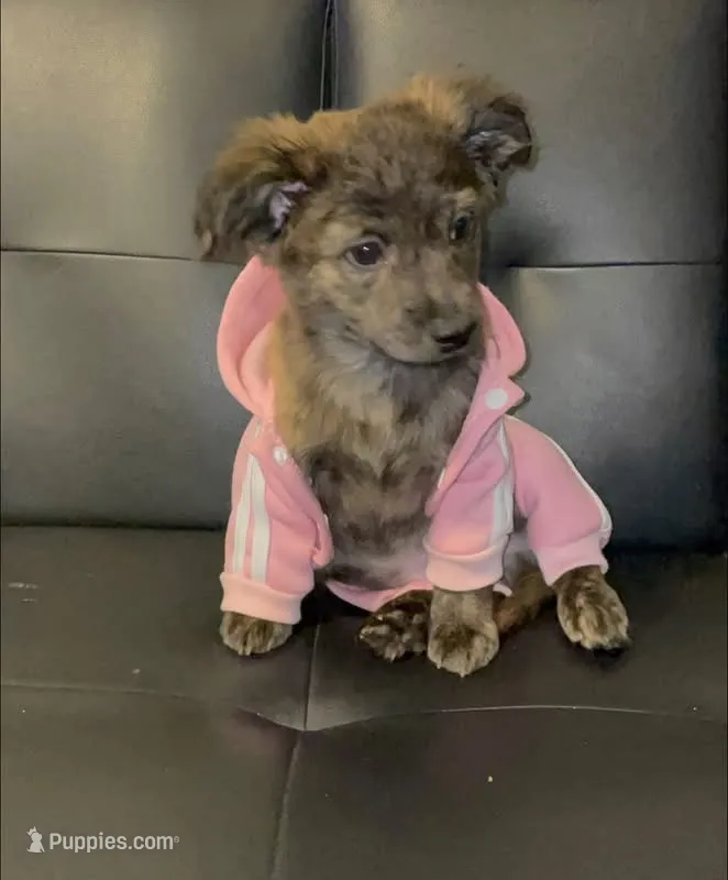 charlie – Chihuahua puppy for sale in Tarpon Springs, FL