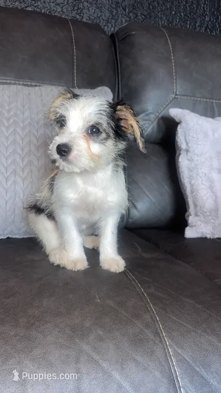 chloe – Maltese puppy for sale in Tarpon Springs, FL