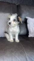 chloe, a female Maltese for sale in Tarpon Springs, FL – 1 of 5