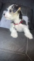 sammy, a male Chihuahua and Maltese for sale in Tarpon Springs, FL – 2 of 6
