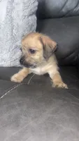 chloe, a female Chihuahua and Shih Tzu for sale in Tarpon Springs, FL – 2 of 7