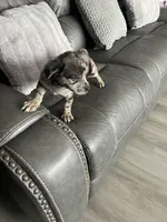 charlie, a male Miniature Australian Shepherd for sale in Tarpon Springs, FL – Photo 7 of 8