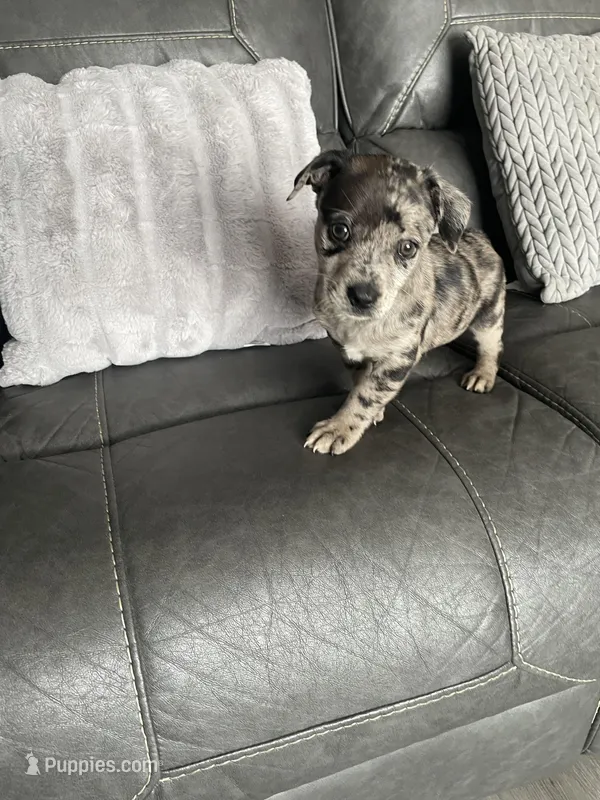 charlie – Miniature Australian Shepherd puppy for sale in Tarpon Springs, FL