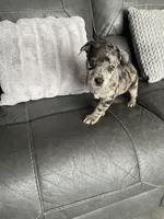 charlie, a male Miniature Australian Shepherd for sale in Tarpon Springs, FL – Photo 1 of 8