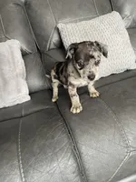 charlie, a male Miniature Australian Shepherd for sale in Tarpon Springs, FL – Photo 2 of 8