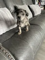 charlie, a male Miniature Australian Shepherd for sale in Tarpon Springs, FL – Photo 3 of 8