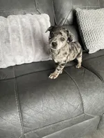 charlie, a male Miniature Australian Shepherd for sale in Tarpon Springs, FL – Photo 5 of 8