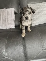 charlie, a male Miniature Australian Shepherd for sale in Tarpon Springs, FL – Photo 6 of 8