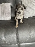 charlie, a male Miniature Australian Shepherd for sale in Tarpon Springs, FL – Photo 4 of 8