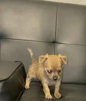 sammy, a male Dachshund and Chihuahua for sale in Tarpon Springs, FL – 4 of 5