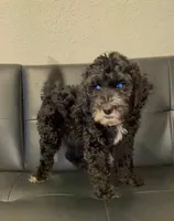 chloe, a female Goldendoodle for sale in Tarpon Springs, FL – 2 of 2