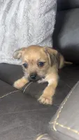 chloe, a female Chihuahua and Shih Tzu for sale in Tarpon Springs, FL – 6 of 7