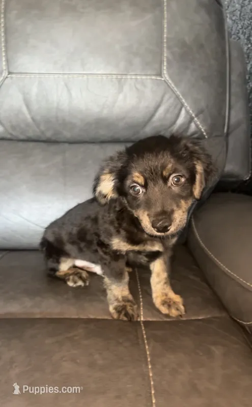 charlie – Chihuahua puppy for sale in Tarpon Springs, FL