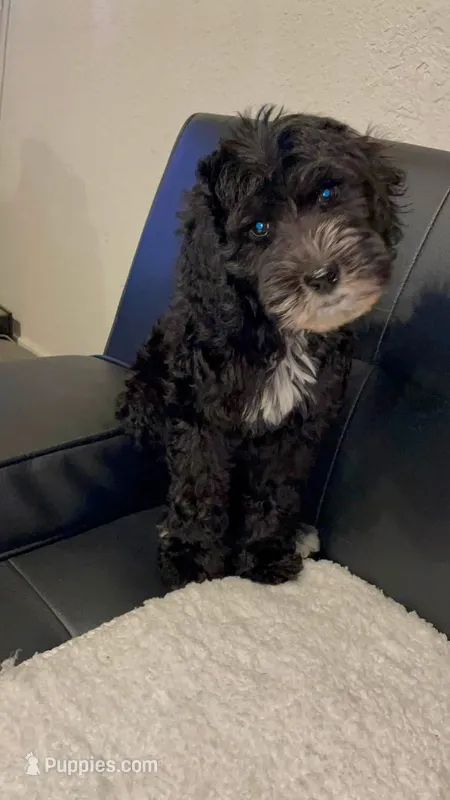 chloe – Goldendoodle puppy for sale in Tarpon Springs, FL