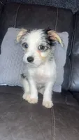 chloe, a female Maltese for sale in Tarpon Springs, FL – 5 of 5