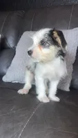 chloe, a female Maltese for sale in Tarpon Springs, FL – 2 of 5