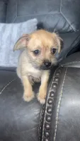 chloe, a female Chihuahua and Shih Tzu for sale in Tarpon Springs, FL – 4 of 7