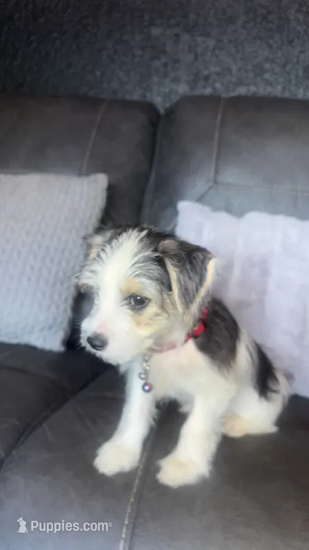 sammy – Chihuahua, Maltese puppy for sale in Tarpon Springs, FL