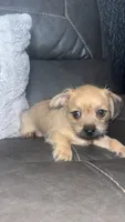 chloe, a female Chihuahua and Shih Tzu for sale in Tarpon Springs, FL – 5 of 7