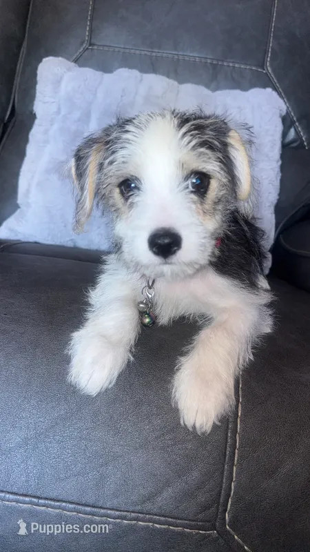 sammy – Chihuahua, Maltese puppy for sale in Tarpon Springs, FL