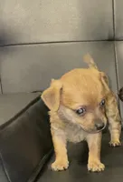 sammy, a male Dachshund and Chihuahua for sale in Tarpon Springs, FL – 5 of 5