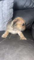 chloe, a female Chihuahua and Shih Tzu for sale in Tarpon Springs, FL – 7 of 7
