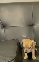 sammy, a male Dachshund and Chihuahua for sale in Tarpon Springs, FL – 3 of 5