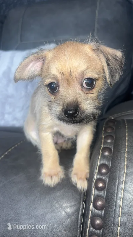 chloe – Chihuahua, Shih Tzu puppy for sale in Tarpon Springs, FL