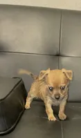 sammy, a male Dachshund and Chihuahua for sale in Tarpon Springs, FL – 2 of 5