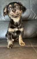 charlie, a male Chihuahua for sale in Tarpon Springs, FL – 4 of 7