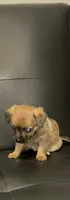 chloe, a female Dachshund and Chihuahua for sale in Tarpon Springs, FL – 2 of 3