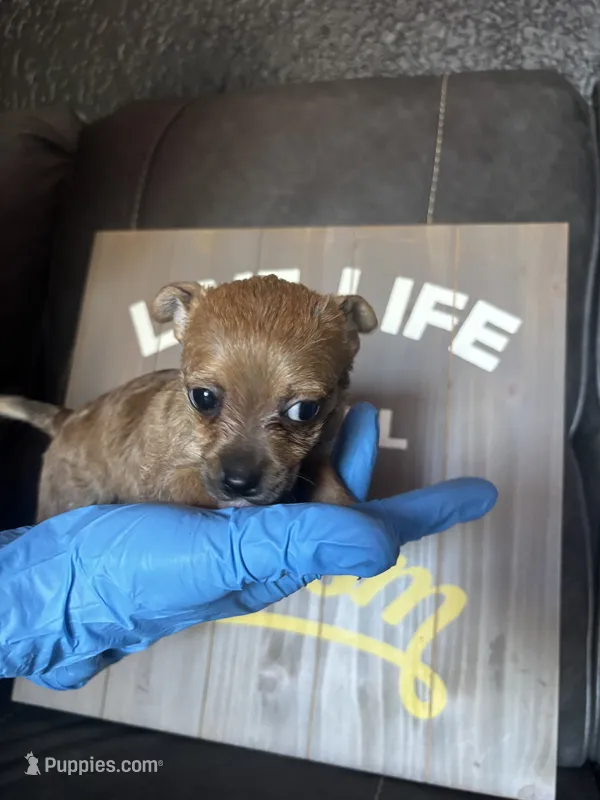 sammy – Dachshund, Chihuahua puppy for sale in Tarpon Springs, FL