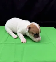 Molly Girl 2, a female Jack Russell Terrier for sale in Guyton, GA – 7 of 7