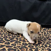 Molly Girl 1, a female Jack Russell Terrier for sale in Guyton, GA – 2 of 5