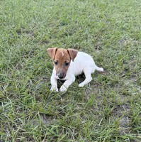 Molly Girl 1, a female Jack Russell Terrier for sale in Guyton, GA – 3 of 8