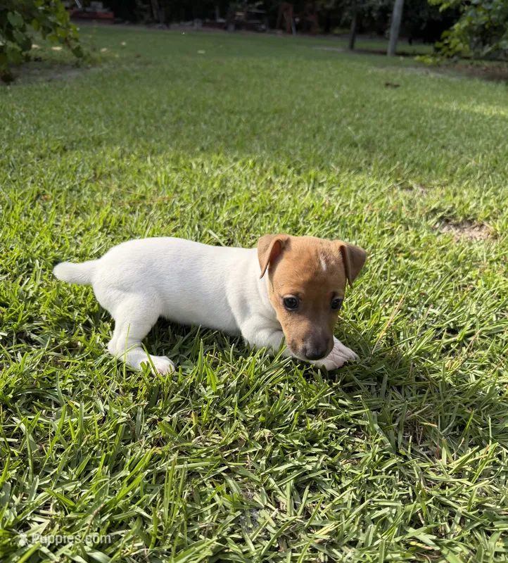 Molly Girl 1 – Jack Russell Terrier puppy for sale in Guyton, GA