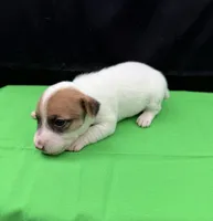 Molly Girl 2, a female Jack Russell Terrier for sale in Guyton, GA – 3 of 7