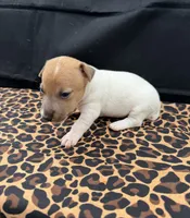 Molly Girl 1, a female Jack Russell Terrier for sale in Guyton, GA – 3 of 5