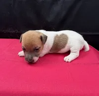Molly Girl 4, a female Jack Russell Terrier for sale in Guyton, GA – 3 of 8