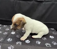 Molly Girl 3, a female Jack Russell Terrier for sale in Guyton, GA – 2 of 7