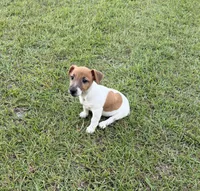 Molly Girl 4, a female Jack Russell Terrier for sale in Guyton, GA – 5 of 10
