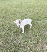 Layla Girl 2, a female Jack Russell Terrier for sale in Guyton, GA – 7 of 7
