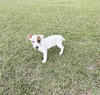 Layla Girl 2, a female Jack Russell Terrier for sale in Guyton, GA – 2 of 7