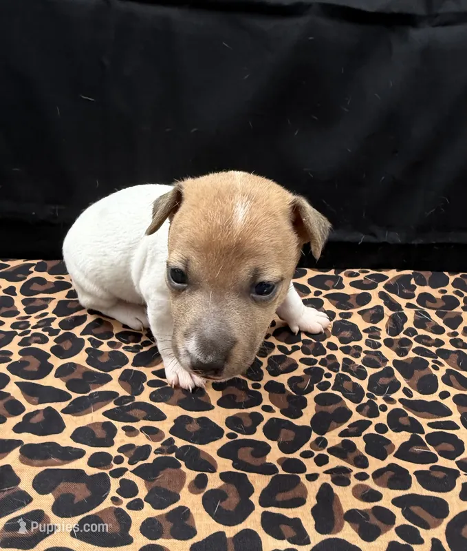 Molly Girl 1 – Jack Russell Terrier puppy for sale in Guyton, GA